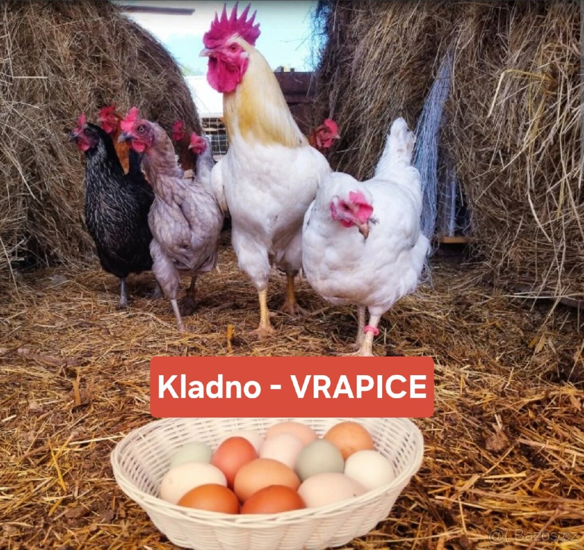 Domácí vejce, Kladno