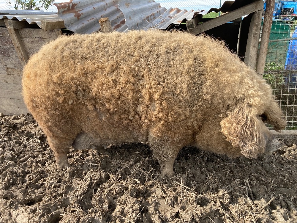 Mangalice na porážku 180 kg