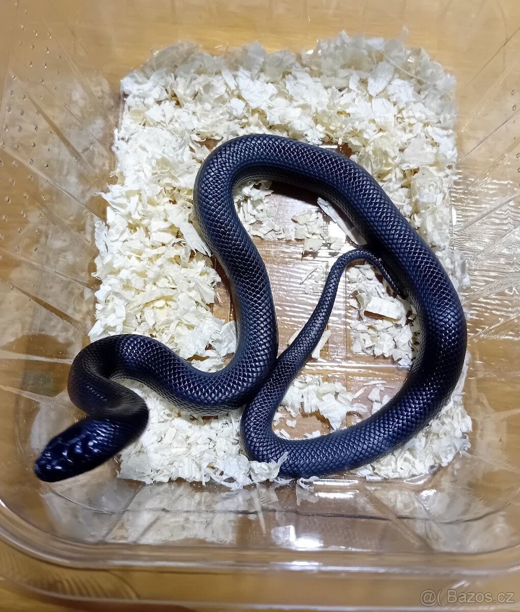 Lampropeltis mexicana Black king