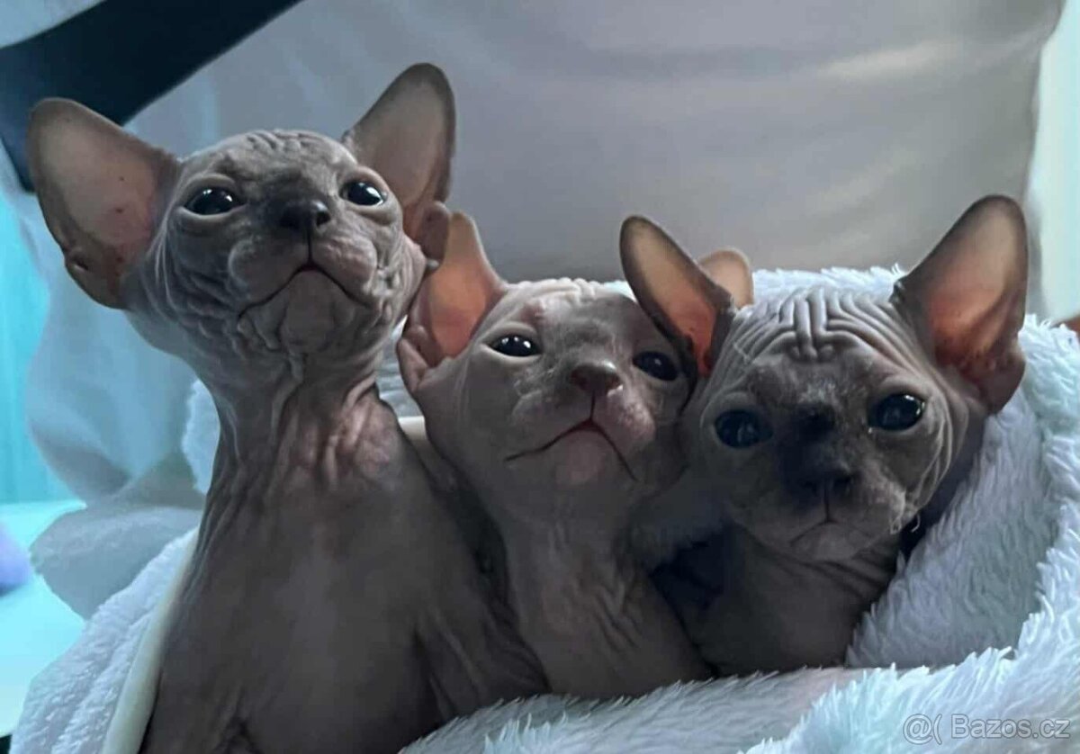 Sphynx
