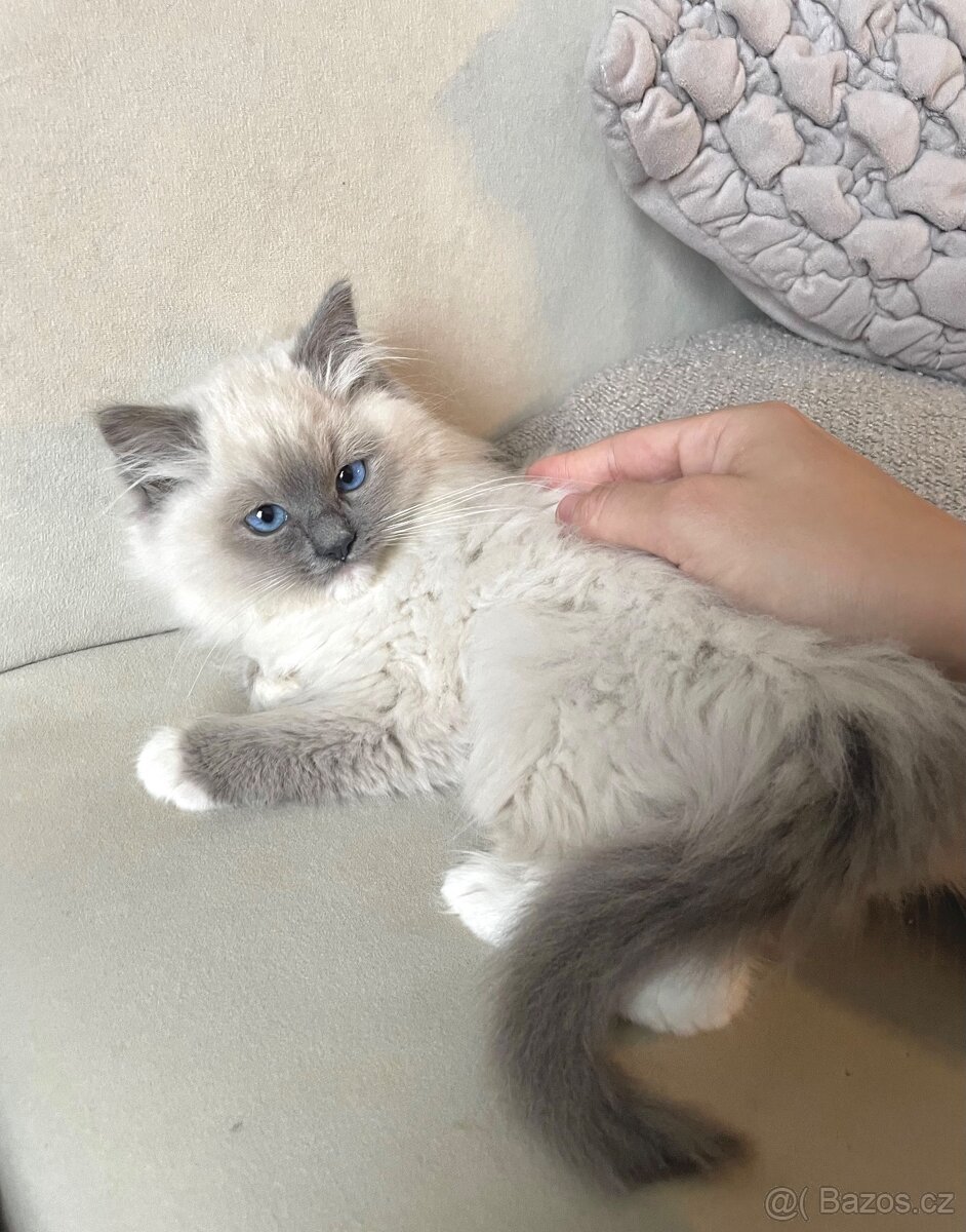 🐾 koťátko Ragdoll s PP – kocourek Blue Mitted k odbě
