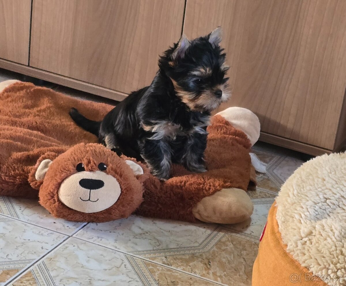 Jorkšírsky teriér s pp FCI