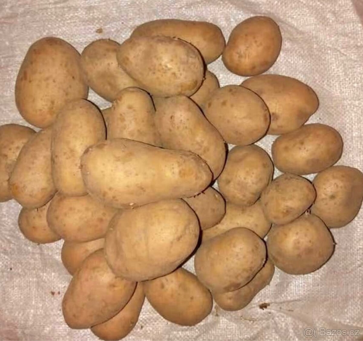 Sadbové brambory - Ditta