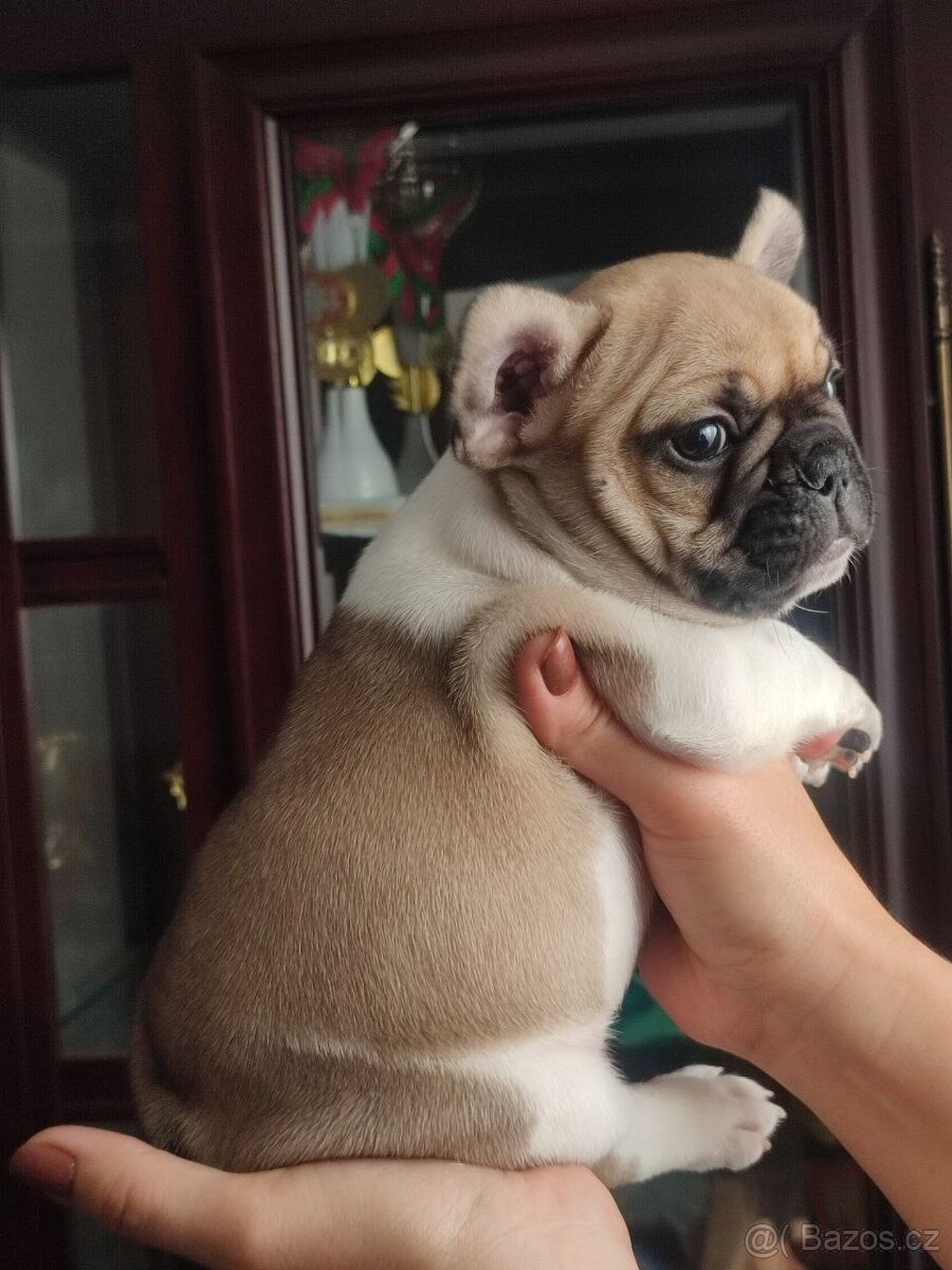 Francouzský buldoček s PP FCI