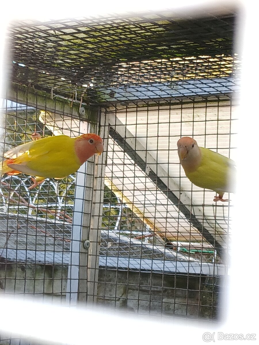 Agapornis růžohrdlý