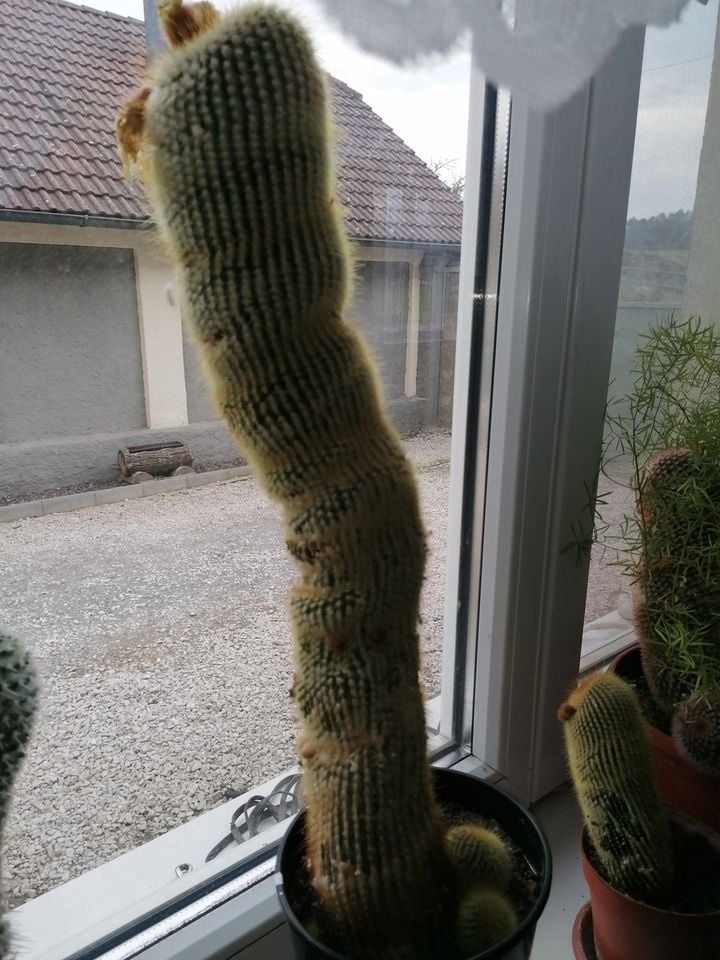 kaktus 55 cm