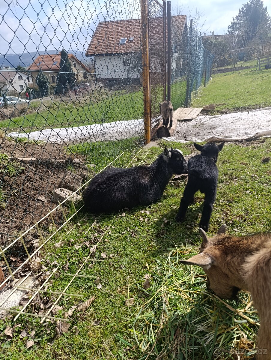 Koza kamerunská