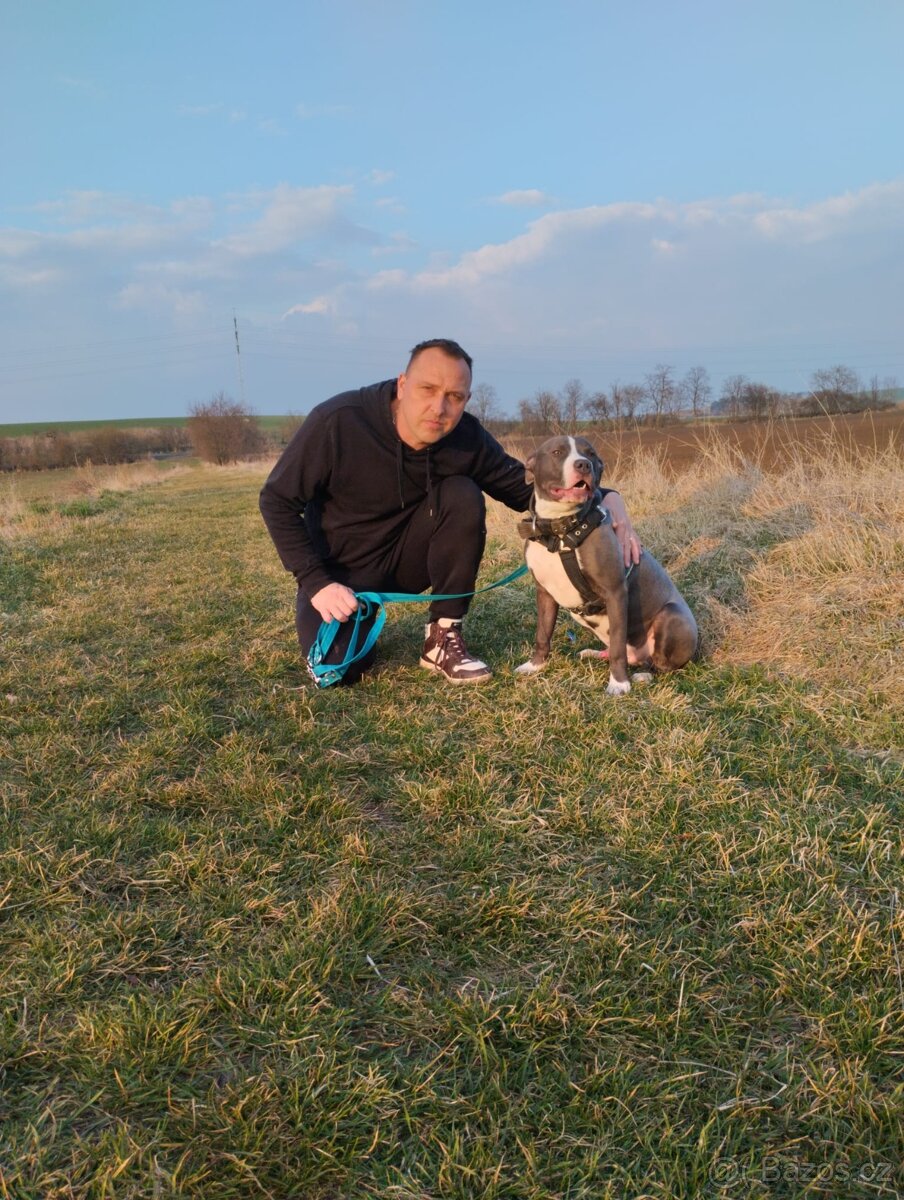 American Bully XL TOP krevní linie ABKC registrace