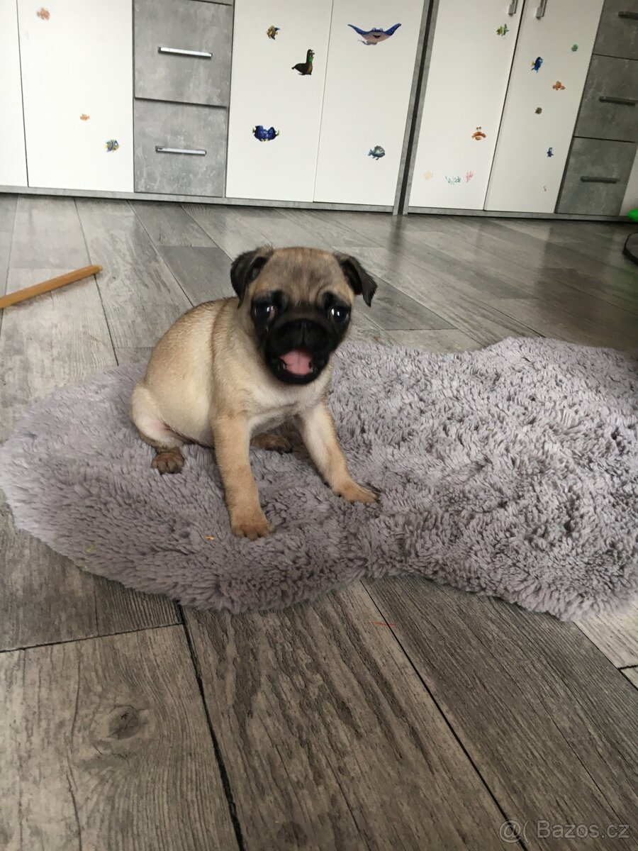 Mops štěňátko