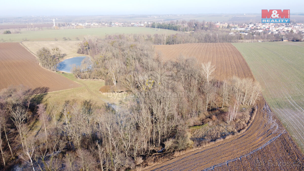 Prodej lesa, 2716 m², Neplachovice