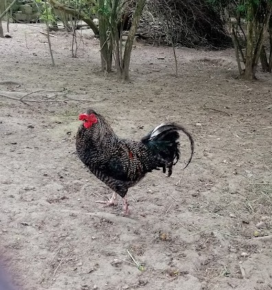 Násadová vejce