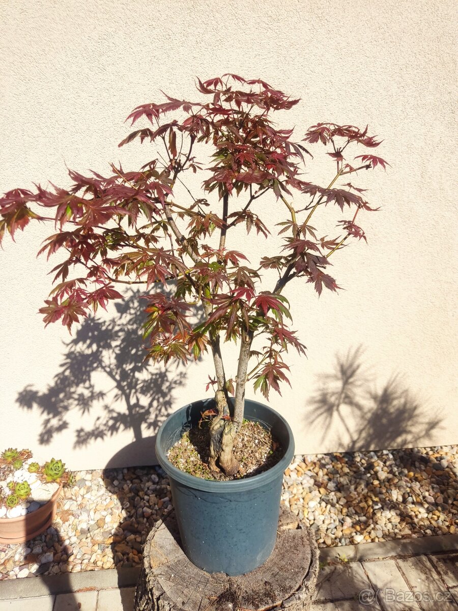 Tvarovaný strom, bonsai, niwaki, yamadori