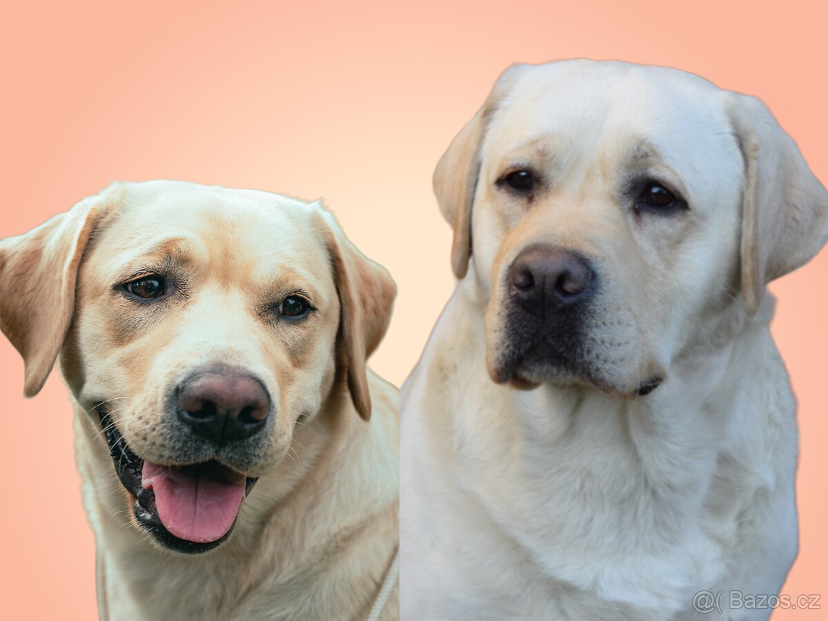 Labradorský retriever