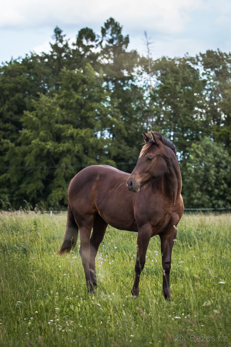 AQH smoky black klisna