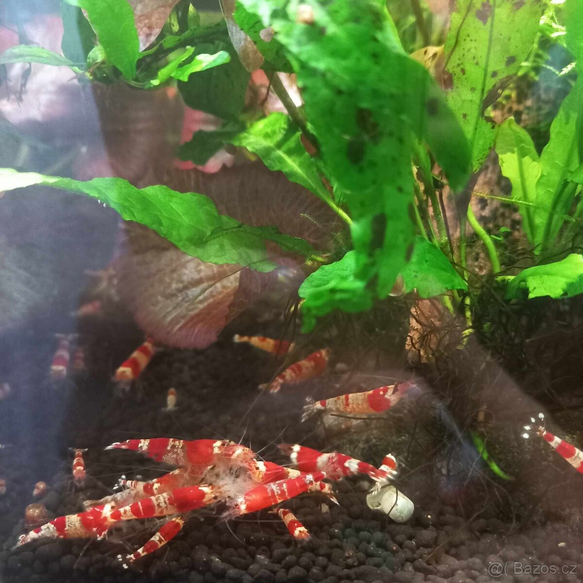 KREVETY CARIDINA CRYSTAL RED