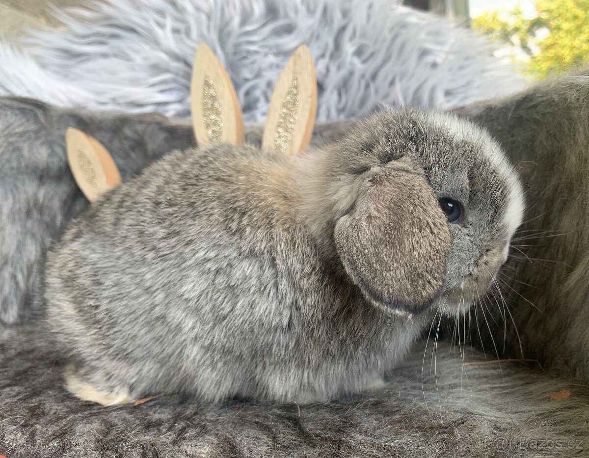❤️Minilop Kralicek Beránek