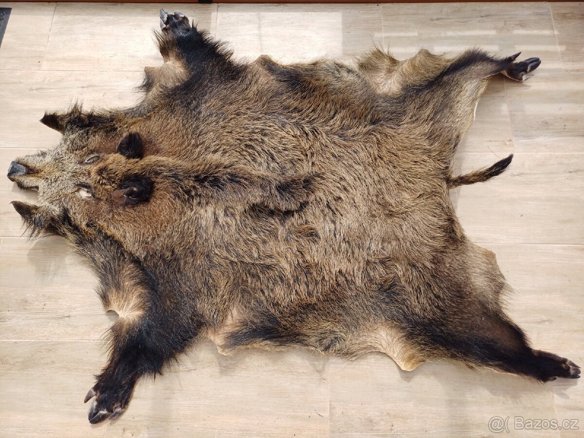 Kůže z divočáka