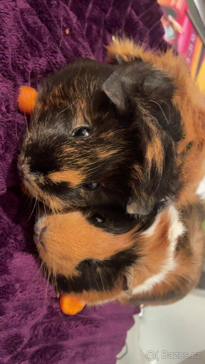 Daruji 2 morčecí holčičky