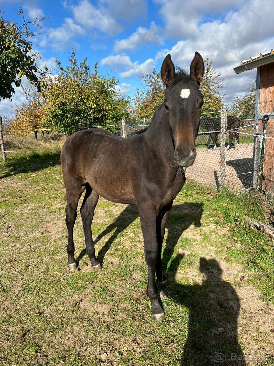 Prodám hřebečka CS