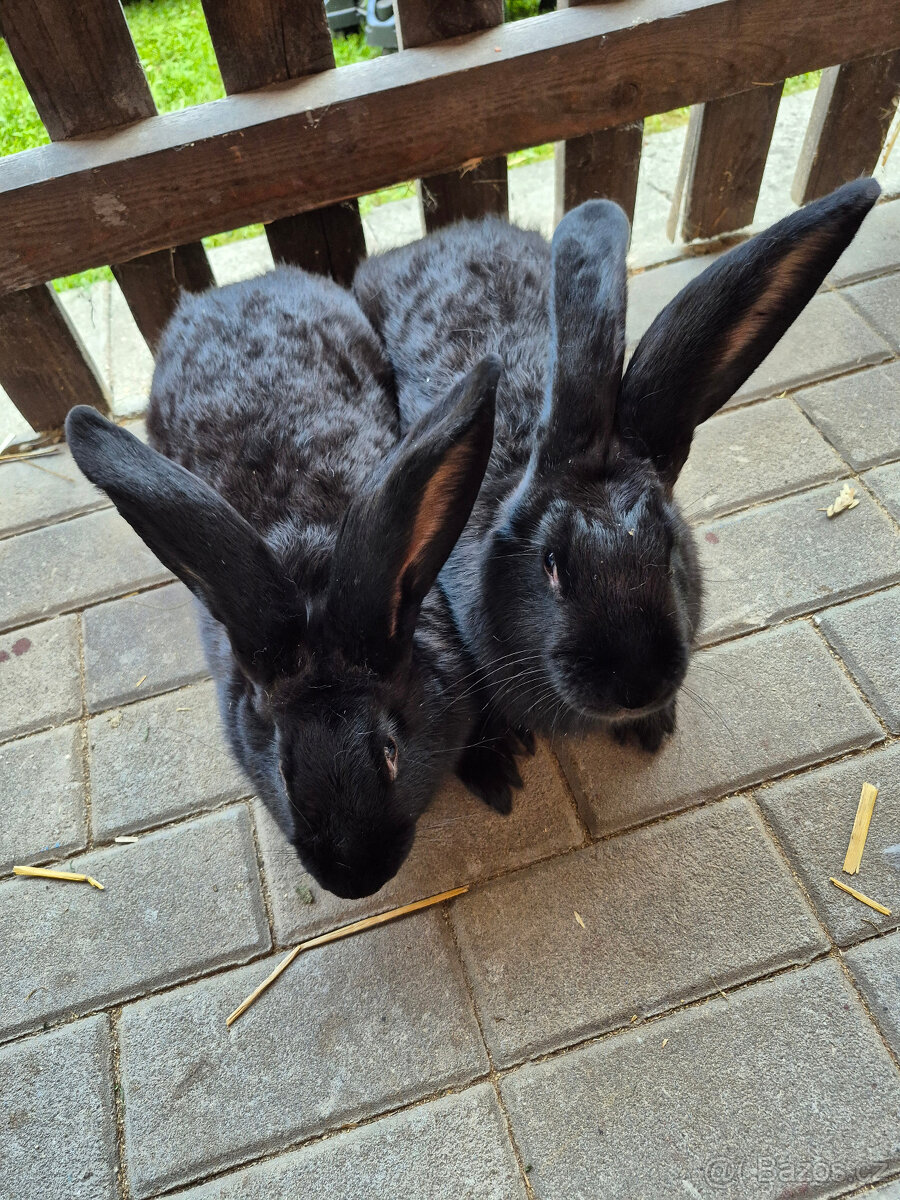 nemecky obrovity strakáč