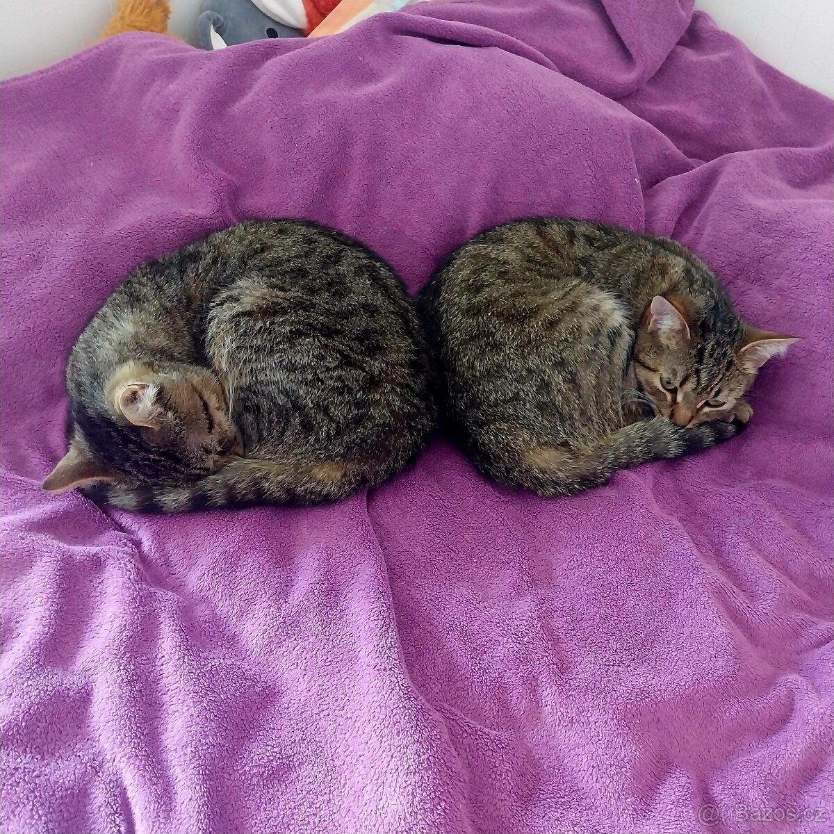 Dvě mourovaté sestry