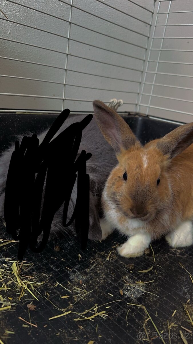 Zakrslý králíček