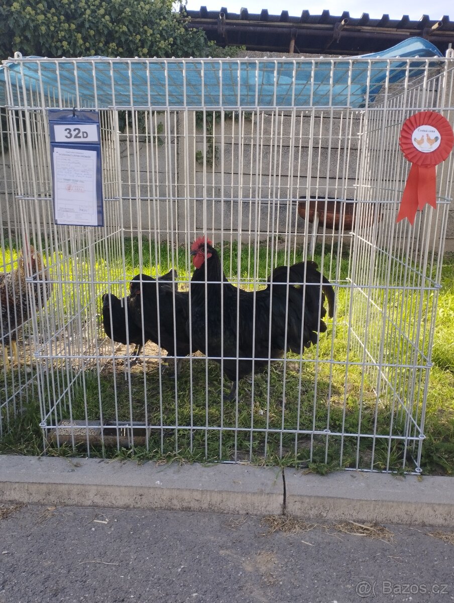 Násadová vejce Australek velkých černých