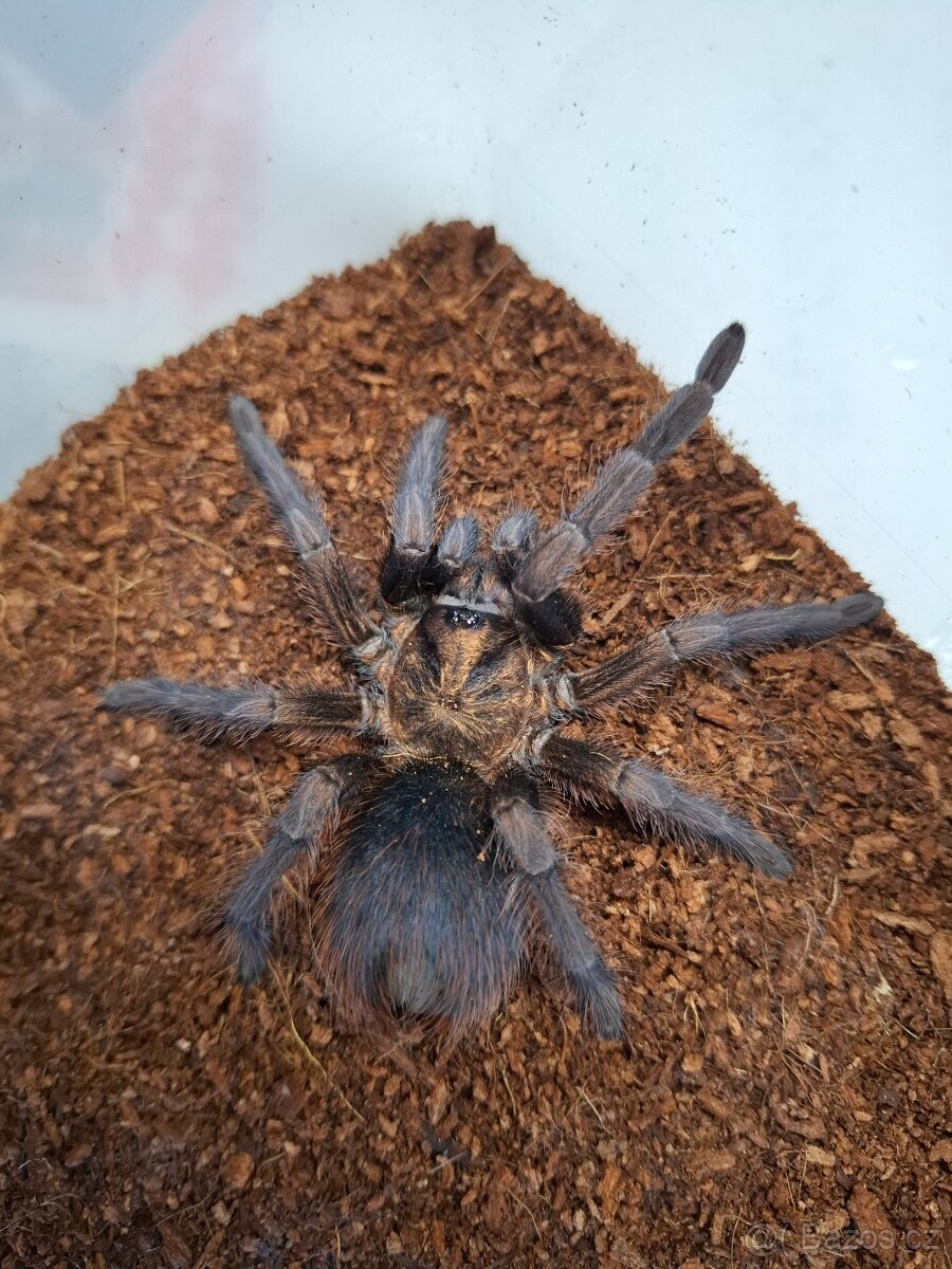Phormictopus auratus - samec