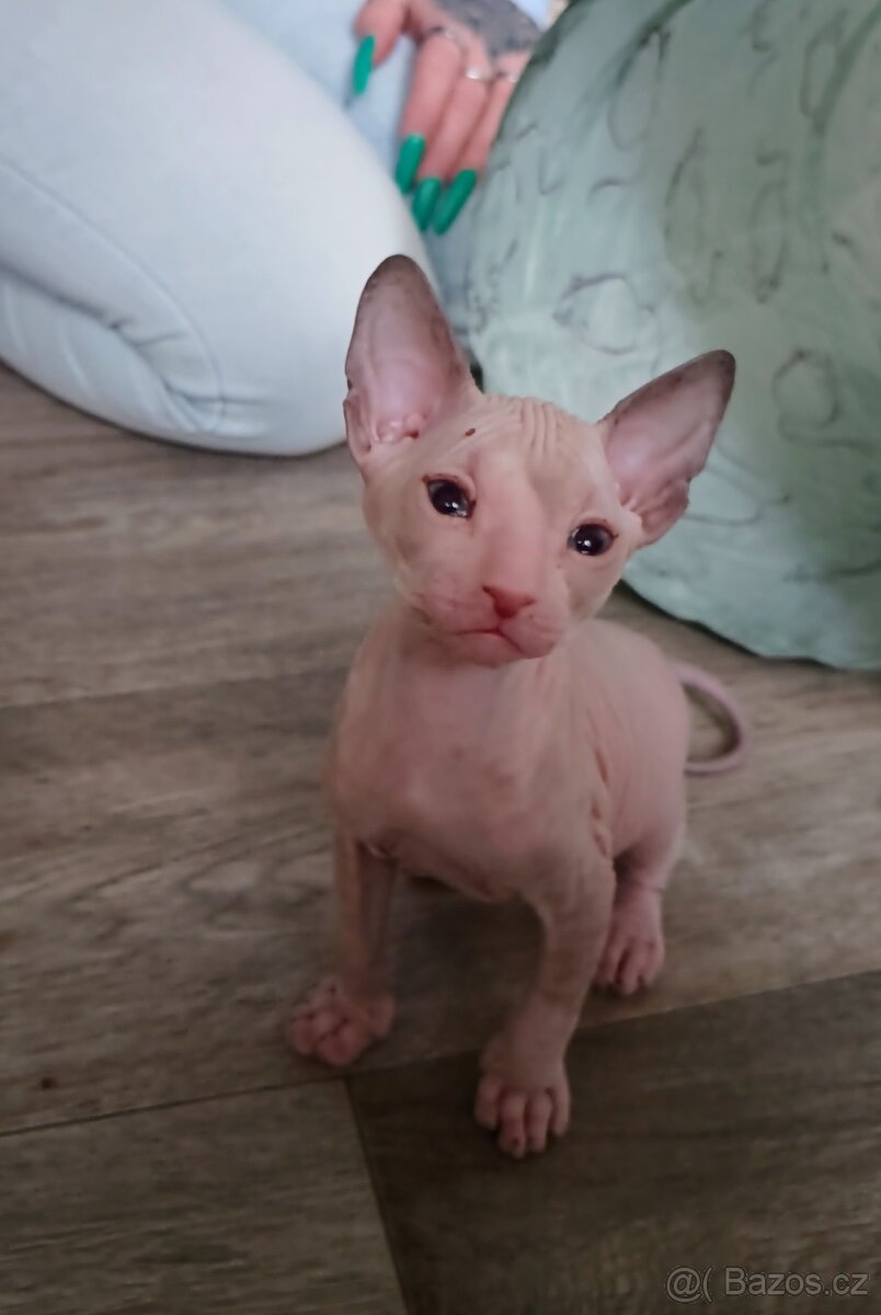 Rezervace koťata Don sphynx bez PP