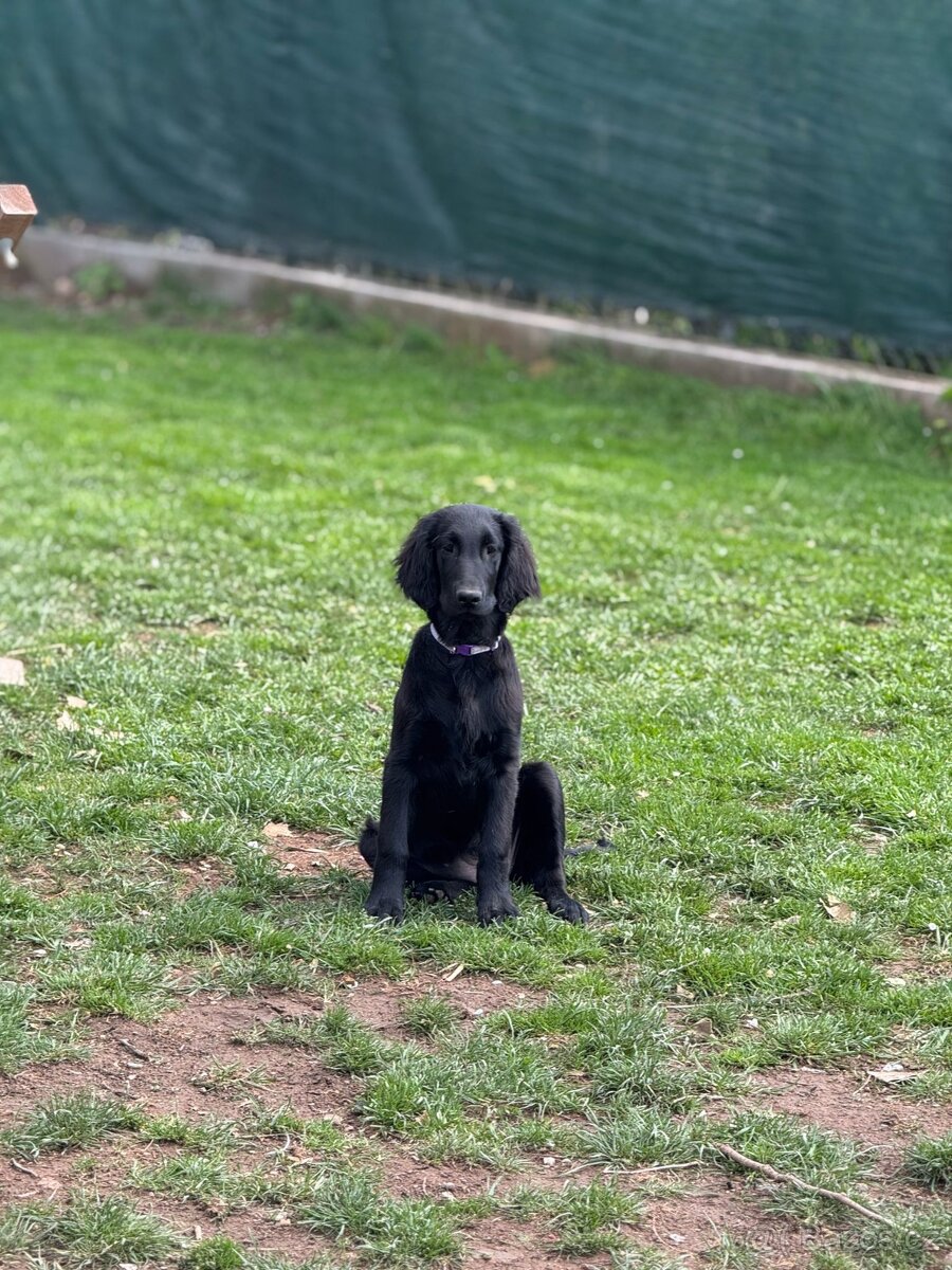 FLAT coated retriever FENKA s PP