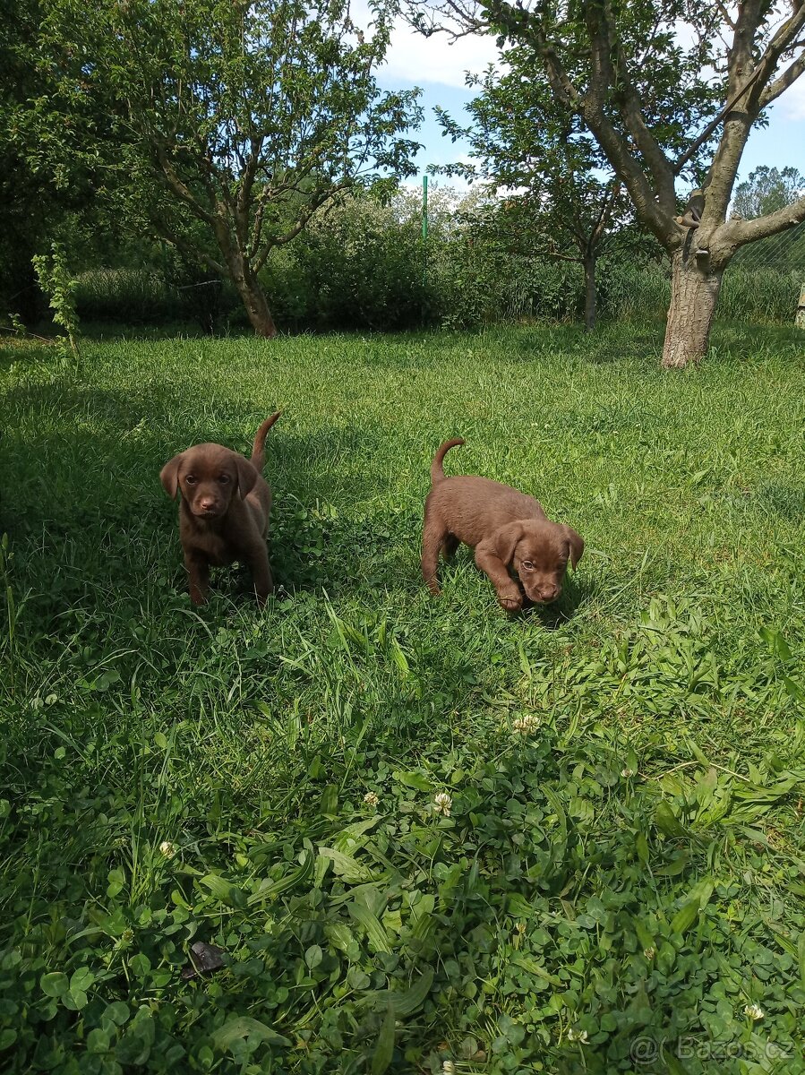 Labrador