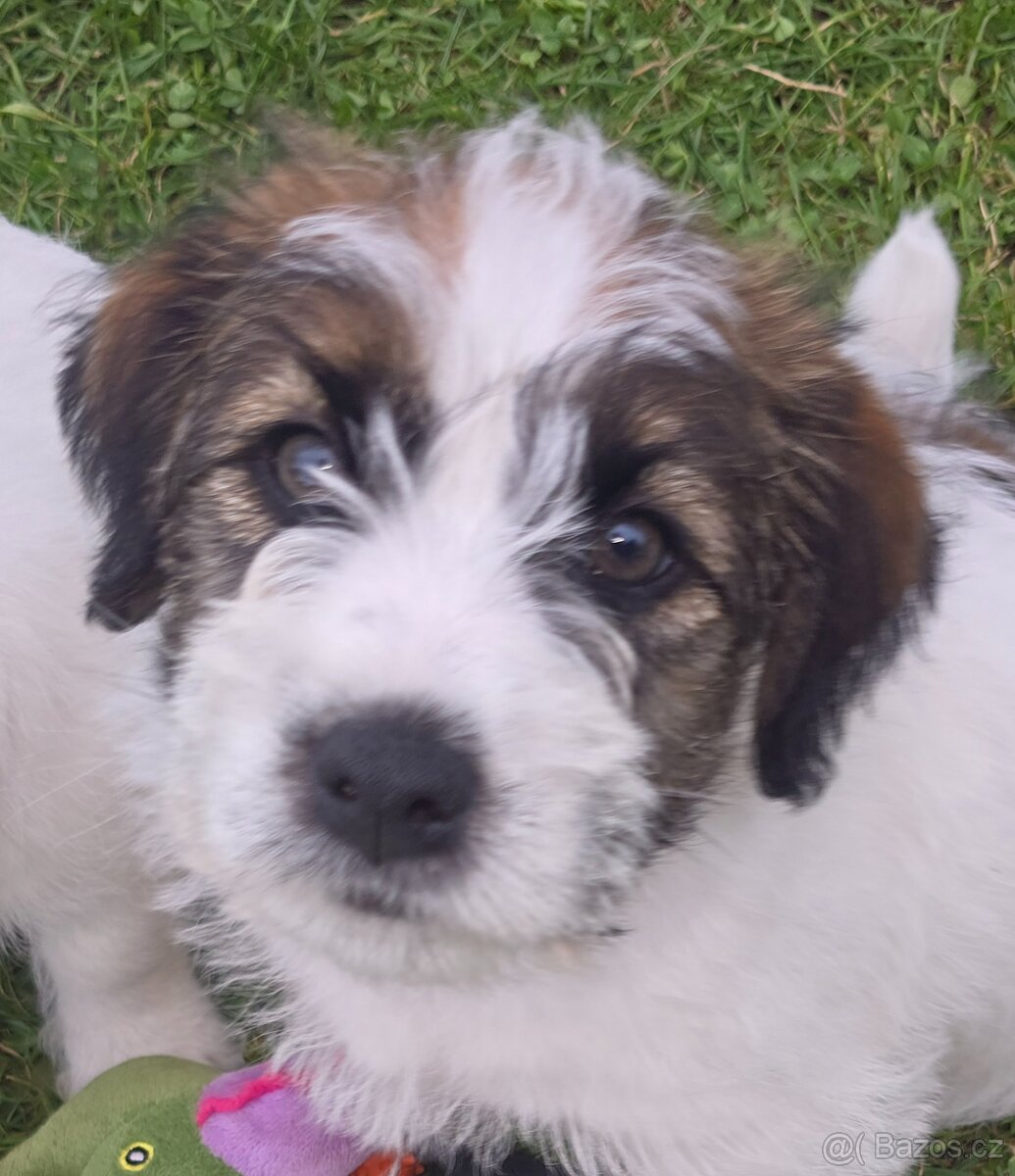 Jack Russell teriet