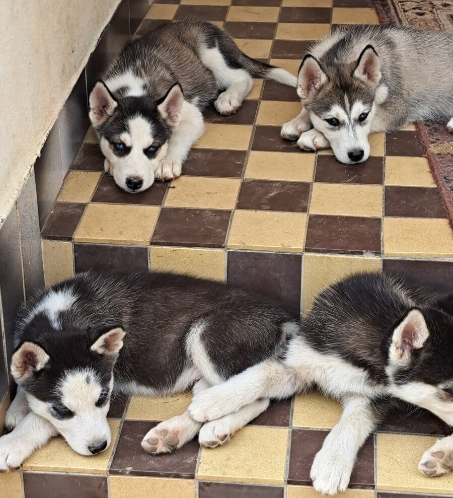 Husky. Hasky ..haski.hasky