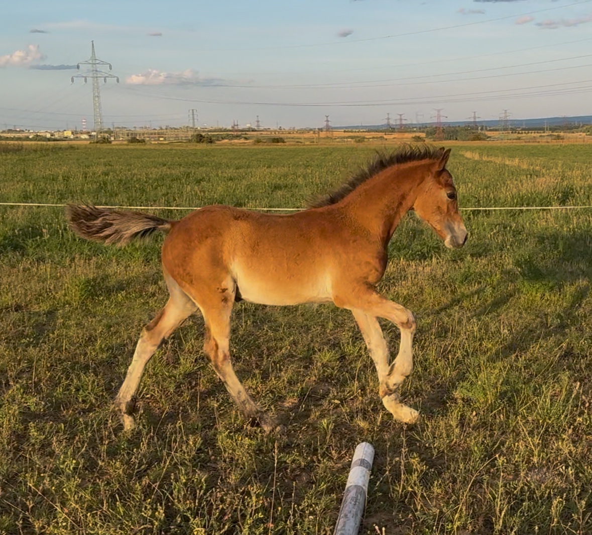 Hřebeček Welsh cob