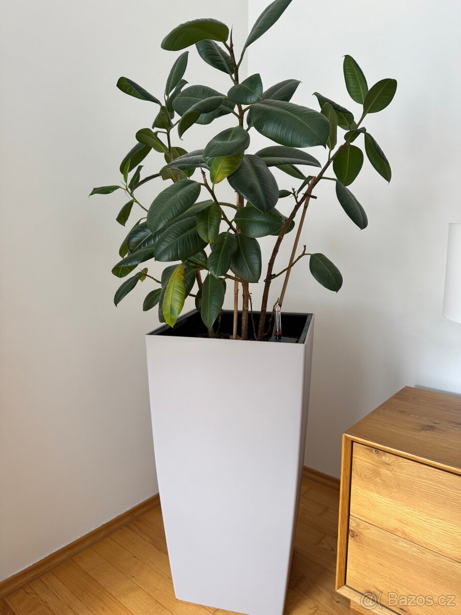 Samozavlažovací květináč Lechuza s velkým fikusem elastica