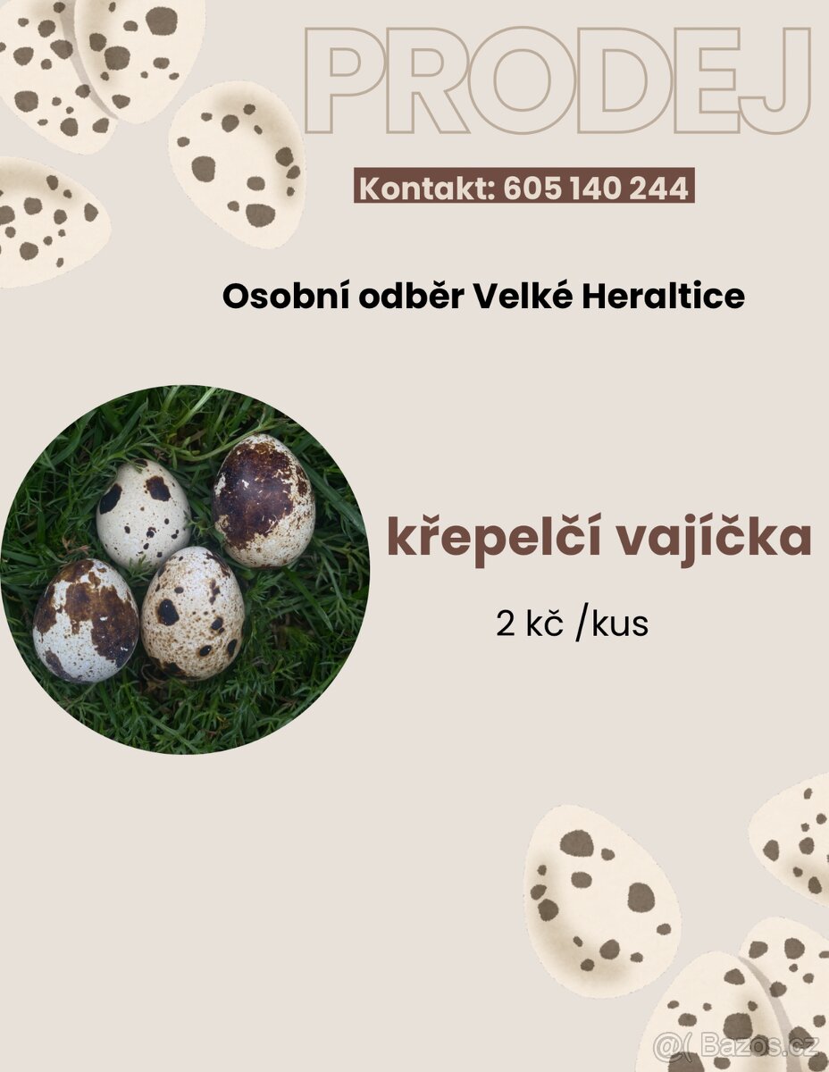 PRODEJ KŘEPELČÍCH VAJÍČEK