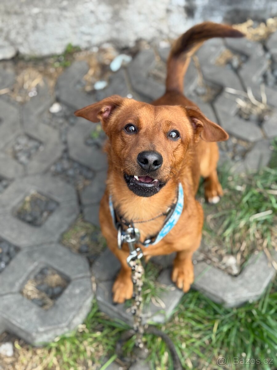 Simba - temperamentní pes, 2 roky, x jezevčík