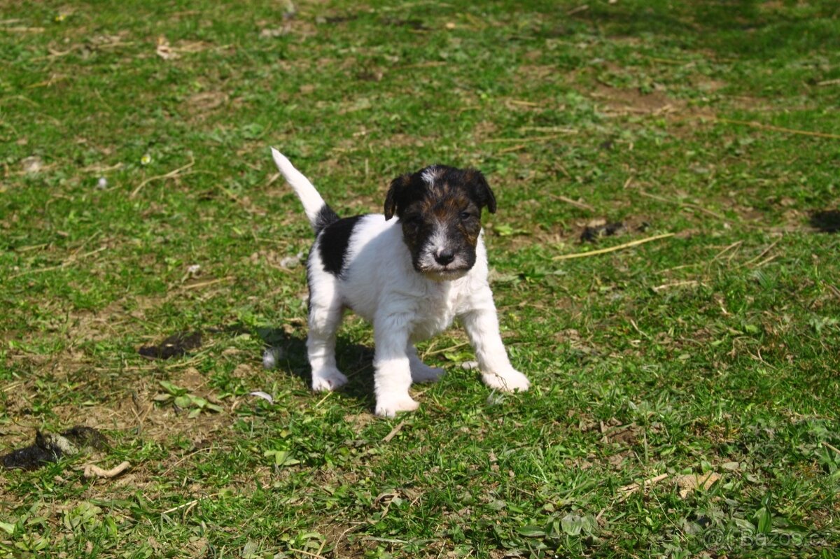 Foxterier drsnosrstý