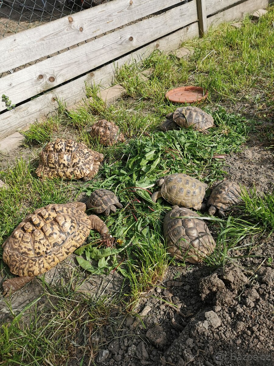 Koupím samce pardálky
