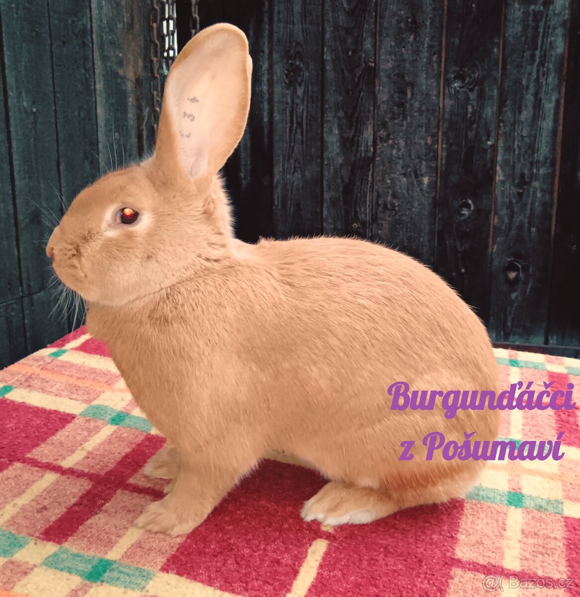 BURGUNDSKÝ králík s PP - SAMIČKA fe ⭐️⭐️⭐️