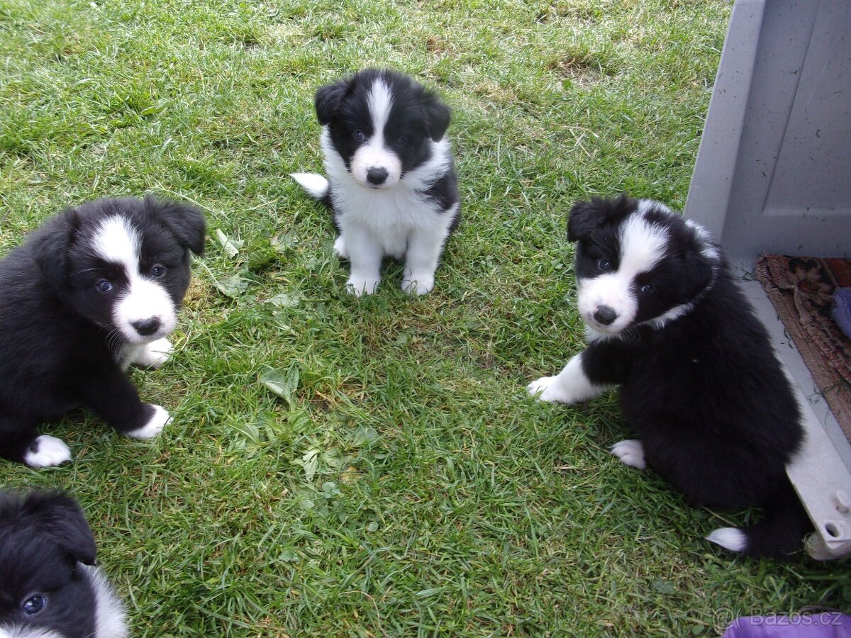 Border kolie /  collie štěňata s PP (FCI)