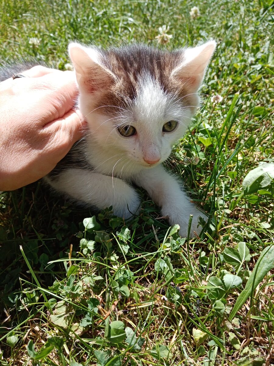 Daruji kotě
