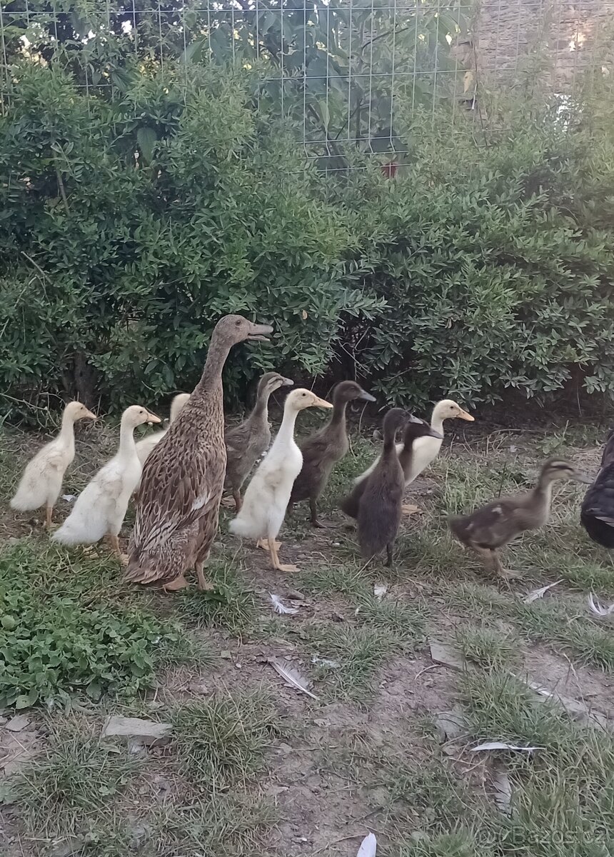Indický běžec - kachňata