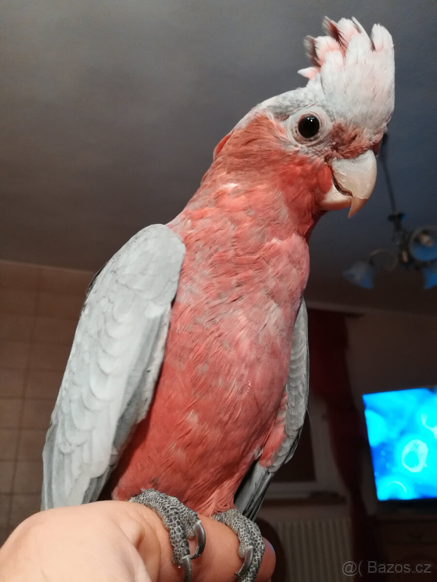 kakadu růžový - ručně dokrmené