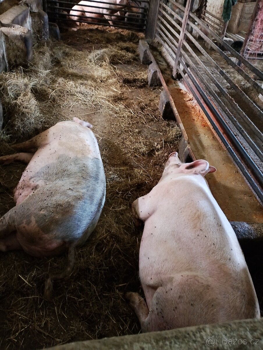 Prodám vykrmna prasata