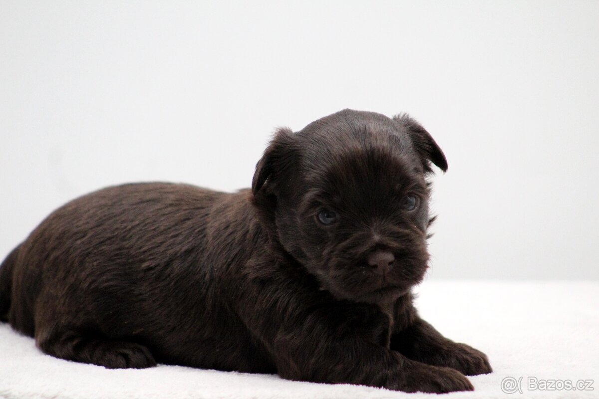 jorkšírský terrier s PP