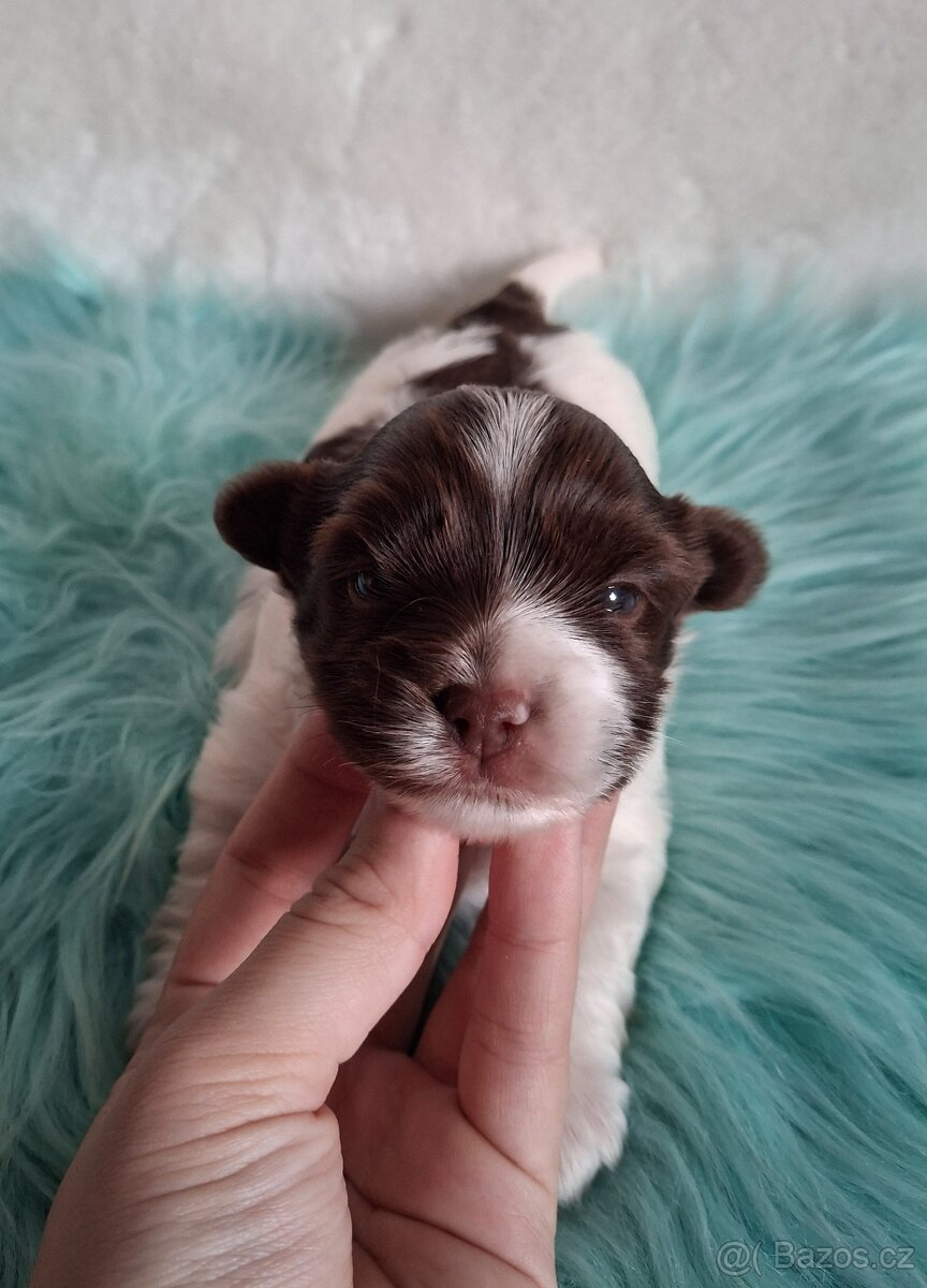 Jorkšírský teriér - biro, biewer