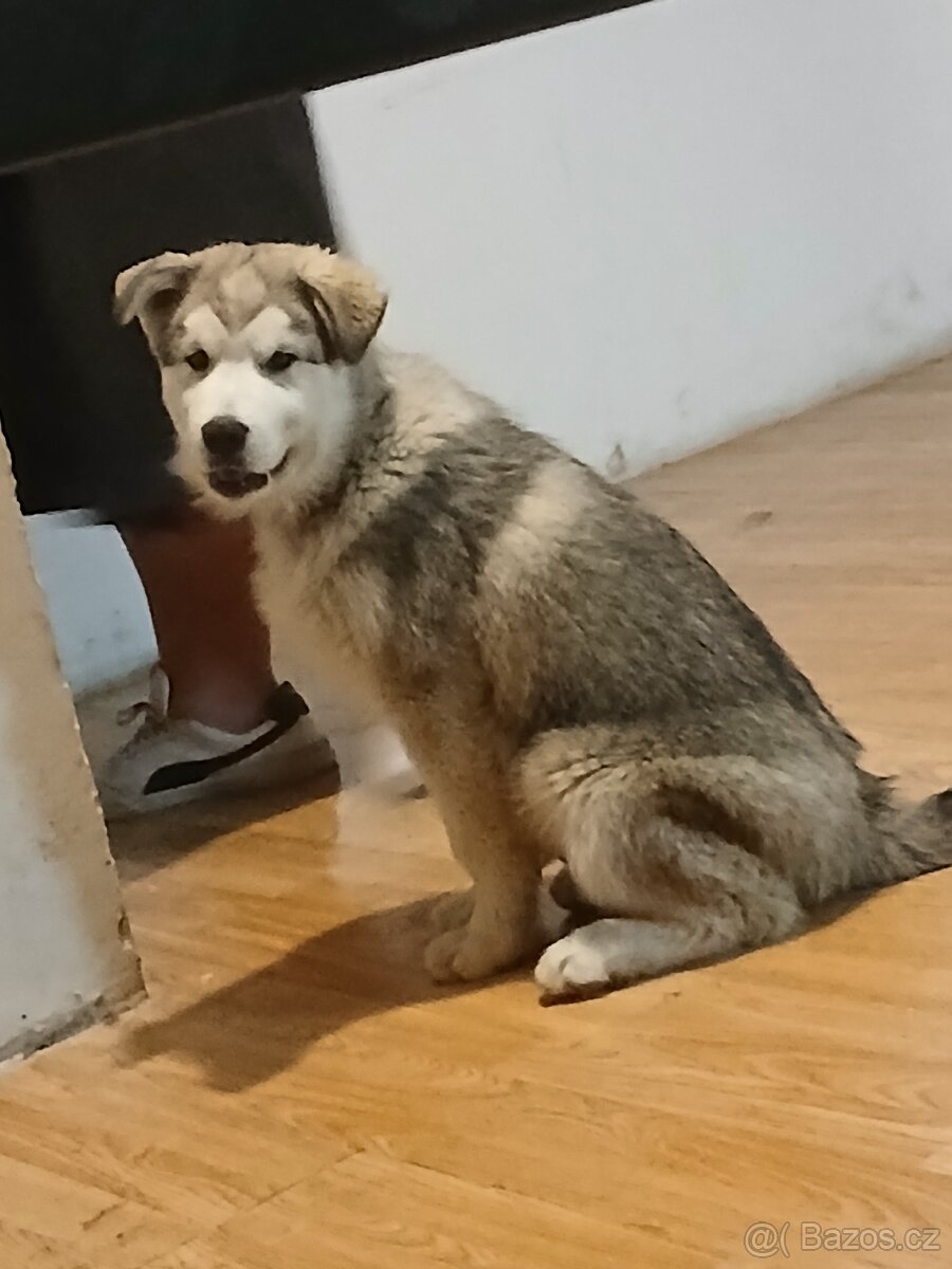 Alaskan Malamute chovatelsky pas euro pas