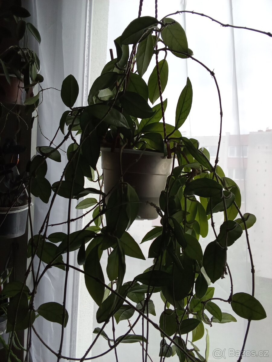 PRODEJ - Pokojovka Voskovka (Hoya Carnosa)
