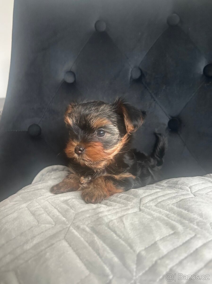 Jorkšírský teriér